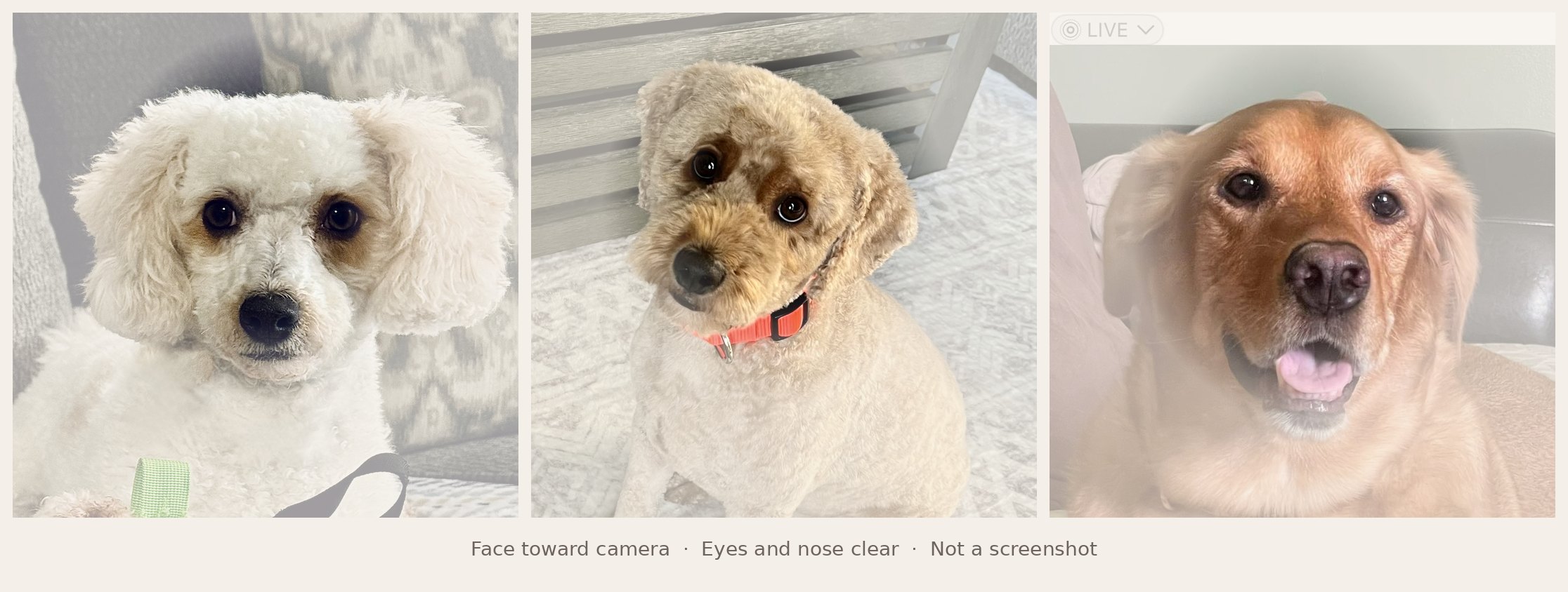 Examples of good pet photos: face toward camera, eyes and nose clear